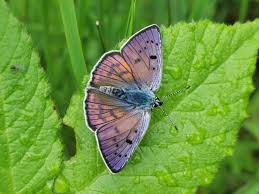 Attēlu rezultāti vaicājumam “Lycaena alciphron”