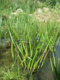 Attēlu rezultāti vaicājumam “Sparganium erectum aggr. leaf”