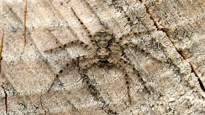 Attēlu rezultāti vaicājumam “Philodromidae”