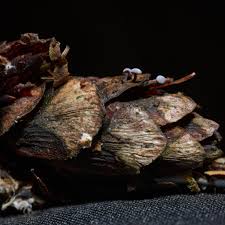 Attēlu rezultāti vaicājumam “Symphytocarpus impexus plasmodium”