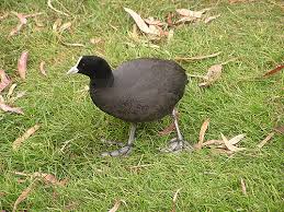 Attēlu rezultāti vaicājumam “Fulica atra”