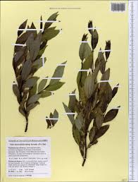 Attēlu rezultāti vaicājumam “Salix myrsinifolia”