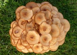 Attēlu rezultāti vaicājumam “Armillaria mellea”