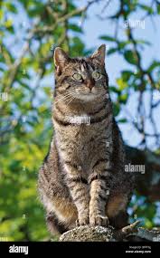 Attēlu rezultāti vaicājumam “Felis silvestris catus adult”