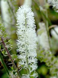 Image result for Silberkerze