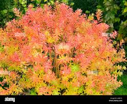 Attēlu rezultāti vaicājumam “Euphorbia palustris”