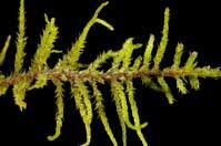 Attēlu rezultāti vaicājumam “Abietinella abietina”