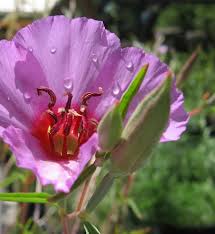 Attēlu rezultāti vaicājumam “Collaria rubens”