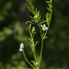 Attēlu rezultāti vaicājumam “Vicia hirsuta fruit”