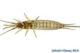 Attēlu rezultāti vaicājumam “Machilidae”