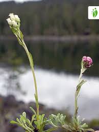 Attēlu rezultāti vaicājumam “Antennaria dioica leaf”