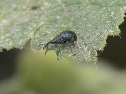 Attēlu rezultāti vaicājumam “Apionidae”