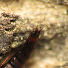 Attēlu rezultāti vaicājumam “Sepedophilus sp.”