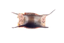 Image result for Raja brachyura