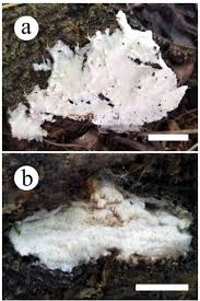 Attēlu rezultāti vaicājumam “Skeletocutis brevispora”