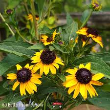 Image result for Rudbeckia fulgida