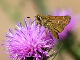 Attēlu rezultāti vaicājumam “Hesperia comma male”