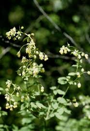 Attēlu rezultāti vaicājumam “Thalictrum minus”