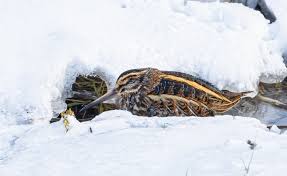 Image result for Lymnocryptes minimus