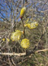 Attēlu rezultāti vaicājumam “Salix cinerea female flower”