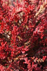 Attēlu rezultāti vaicājumam “Calluna vulgaris fruit”