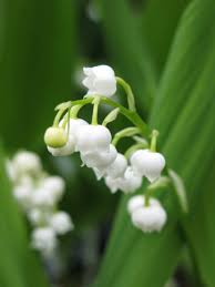 Attēlu rezultāti vaicājumam “Convallaria majalis leaf”
