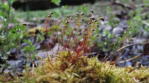 Attēlu rezultāti vaicājumam “Calliergonella cuspidata sporophyte”