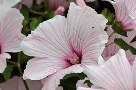 Image result for Lavatera thuringiaca