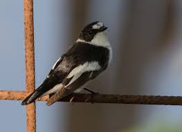 Image result for Ficedula albicollis