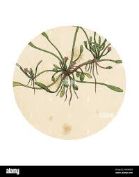 Attēlu rezultāti vaicājumam “Limosella aquatica leaf”