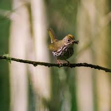 Image result for Seiurus aurocapilla