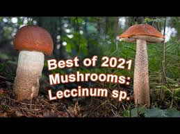 Attēlu rezultāti vaicājumam “Leccinum”