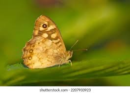 Attēlu rezultāti vaicājumam “Pararge aegeria underside”