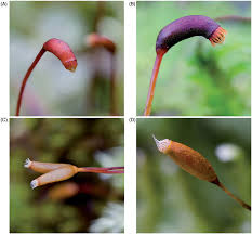 Attēlu rezultāti vaicājumam “Neckera complanata sporophyte”