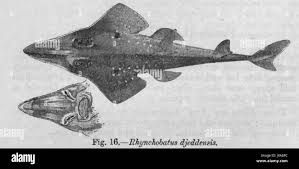 Image result for Rhynchobatus djiddensis