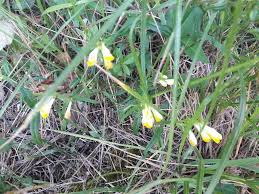 Attēlu rezultāti vaicājumam “Melampyrum pratense”