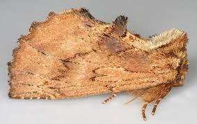 Attēlu rezultāti vaicājumam “Ptilodon capucina”