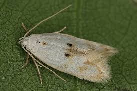 Attēlu rezultāti vaicājumam “Elachista maculicerusella”