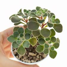 Image result for Aichryson