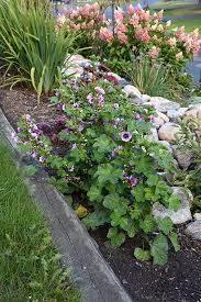 Image result for Malva sylvestris 'Zebrina'