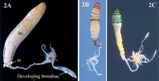 Attēlu rezultāti vaicājumam “Leucochloridium paradoxum larva”