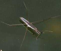 Attēlu rezultāti vaicājumam “Gerridae imago”