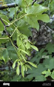 Attēlu rezultāti vaicājumam “Acer pseudoplatanus fruit”