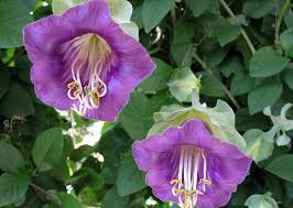 Image result for Glockenrebe