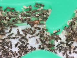 Attēlu rezultāti vaicājumam “Dianema nivale sessile”