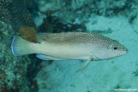 Image result for Cephalopholis fulva