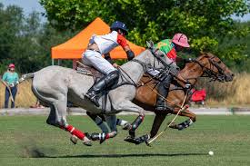 Image result for White Rose Polo Club