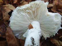 Attēlu rezultāti vaicājumam “Amanita strobiliformis”