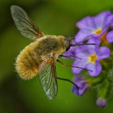 Attēlu rezultāti vaicājumam “Bombyliidae”