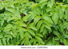 Attēlu rezultāti vaicājumam “Angelica archangelica leaf”